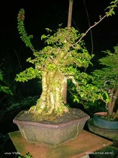 arbre bonsai d'occasion arbre bonsai d'occasion Expédié en Belgium