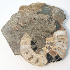 Polished ammonite section for sale  ENFIELD