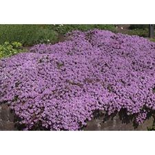 Thyme purple creeping. for sale  KEIGHLEY