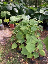Piante paulownia pezzi usato Piante paulownia pezzi usato  Spedire a Italy