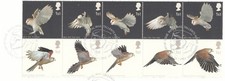 birds of prey for sale birds of prey for sale SOUTHALL