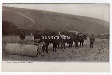Farming sussex oxen for sale  NORWICH