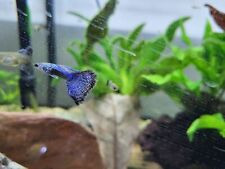 Purple dragon guppies for sale  GLASGOW