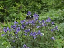 Polemonium purple rain for sale  WALLINGFORD