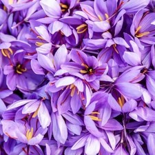 100 pcs saffron for sale  Long Beach