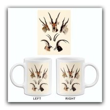 Eland antelope horns for sale  USA