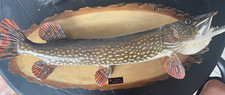 Real skin mount for sale  Davenport