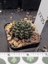 Gymnocalycium cristata thornle for sale  Hesperia