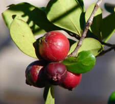Psidium cattleianum rosso usato  Napoli