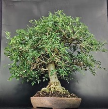 Bonsai frassino esche usato  Cison di Valmarino