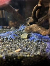 Electric blue dwarf for sale  Kannapolis