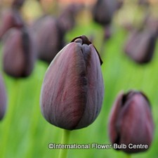 Tulip queen night for sale  KIDLINGTON