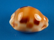 hawaiian shells for sale  Kapolei