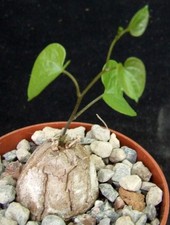Dioscorea elephantipes 2.7cm for sale  EASTBOURNE