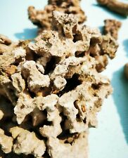 Fiji live rock for sale  CHESTER