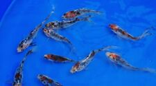 5cm shubunkin goldfish for sale  POULTON-LE-FYLDE