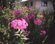 Beautiful tall pink for sale  Lenox