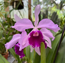 Laeliocattleya exima gebraucht kaufen  Dortmund