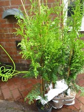 4ft large thuja for sale  BRIDLINGTON