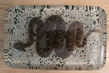 Genuine diamondback rattlesnak for sale  Traverse City