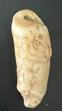 animal tooth for sale animal tooth for sale Lake Wales