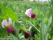 Austrian winter pea for sale  Odessa