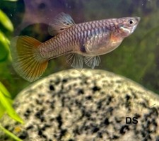 Female metal red for sale  North Port