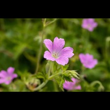 Geranium xonianum rose gebraucht kaufen  Deutschland