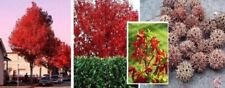 Pflanzen amber baum gebraucht kaufen  Kaiserslautern