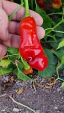 Peter pepper red for sale  CALDICOT
