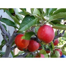 fuji apple for sale fuji apple for sale Hialeah