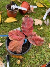 Scarlet oak tree for sale Scarlet oak tree for sale  BENFLEET