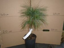 Pinus wallichiana evergreen for sale  TAUNTON