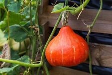 Zucca giapponese hokkaido usato  San Biagio di Callalta