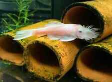 Snow white breeding for sale  ROTHERHAM