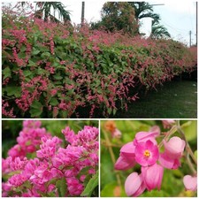 Coral vine antigonon for sale  Mobile