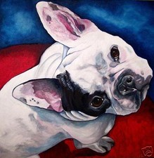 French bulldog white for sale  Broomfield