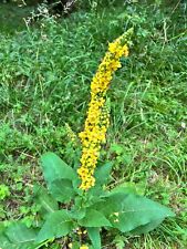 Agrimony flower agrimonia for sale  UK