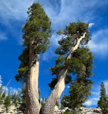 Pinus monticola pino usato  Napoli