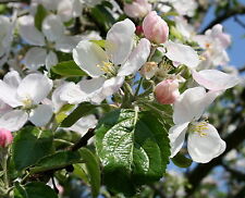 Apfelbaum malus finkenwerder gebraucht kaufen  Basedow, Güizow, Lütau