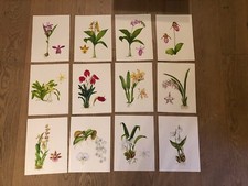Handgemalte rchideen bilder gebraucht kaufen  Stuttgart