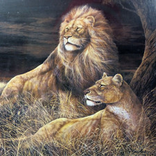 Framed lions male for sale  Tehachapi