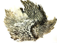 Grade badger hen for sale  LINCOLN