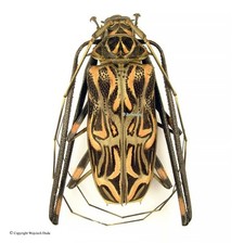 Acrocinus longimanus - M, Giant 74mm, beautiful! na sprzedaż  PL