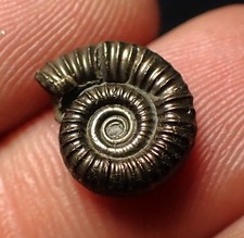 Pyrite ammonite fossil for sale  BRISTOL