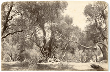 Beaulieu arbre centenaire d'occasion  Pagny-sur-Moselle