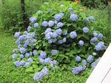 Hydrangea miscellaneous variet for sale  Jasper
