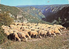 Gorges tarn troupeau d'occasion  France