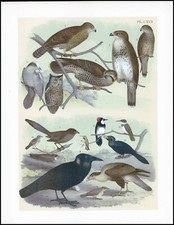 1878 antique chromolithograph for sale  ASHFORD