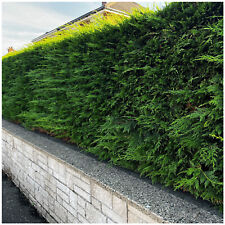 Green leylandii 30cm for sale  NEWTOWNARDS